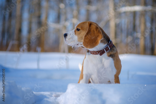 portrait of Beagle dog in winter forest