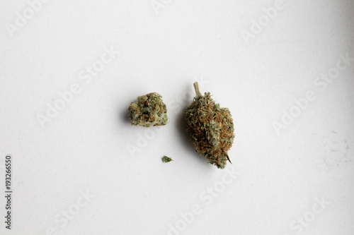 inflorescence of legal cannabis in holland on a white background. Medical and recreational marijuana. brown stomas full of resin containing thc. Image for topics such as cannabis legalization process photo