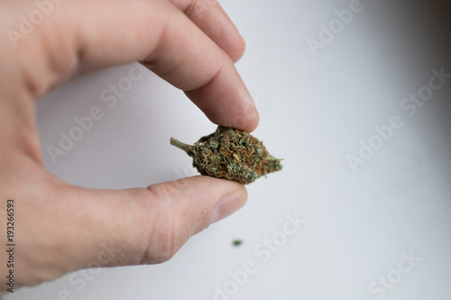 inflorescence of legal cannabis in holland on a white background. Medical and recreational marijuana. brown stomas full of resin containing thc. Image for topics such as cannabis legalization process photo