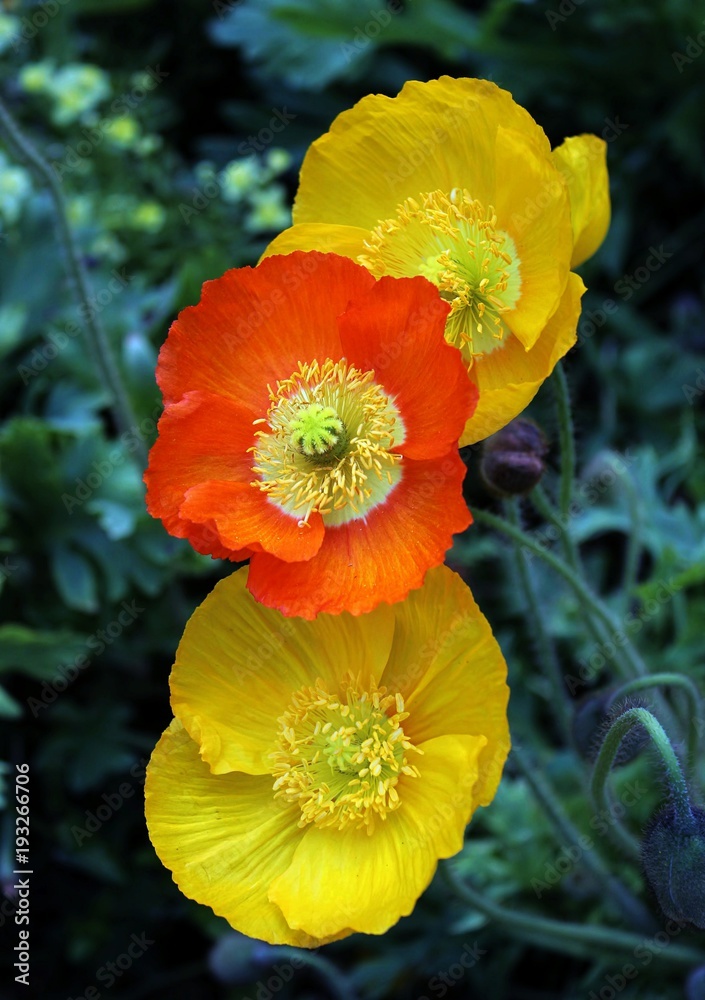 Fototapeta premium YELLOW ANEMONE FLOWERS