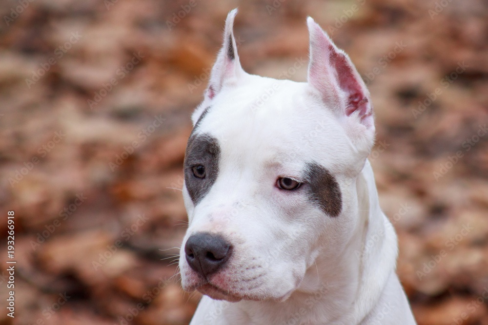 American staffordshire terrier puppy close up. Six month old.