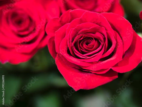 close-up background of red roses  symbol of love and friendship