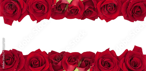 Panoramic collection of fresh red roses isolated on white background.
