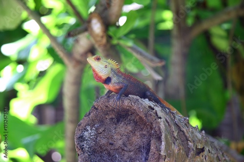 Tropical lizard on the tree photo