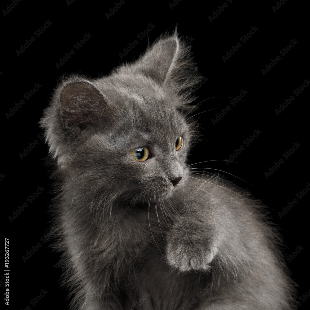Closeup Portrait of Frightened Gray Kitten, Feel fear on Isolated Black Background
