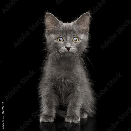 Gray Kitten, Sitting and Looking Amazement in Camera, on Isolated Black Background, front view