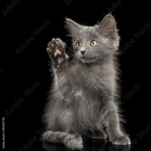 Gray Kitten, Sitting and Looking up, raising paw, on Isolated Black Background