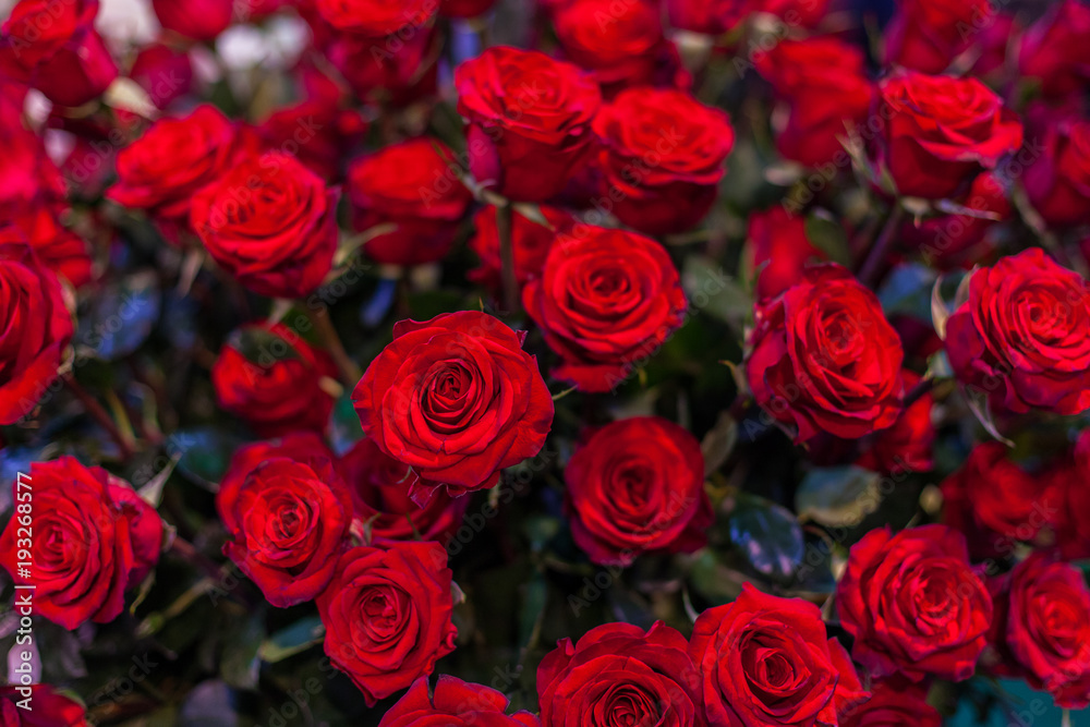 Buds of red roses. Buds of red roses.