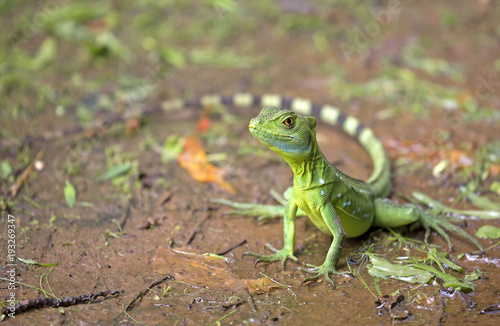Green basilisks lizard taken in Costa Rica jungle