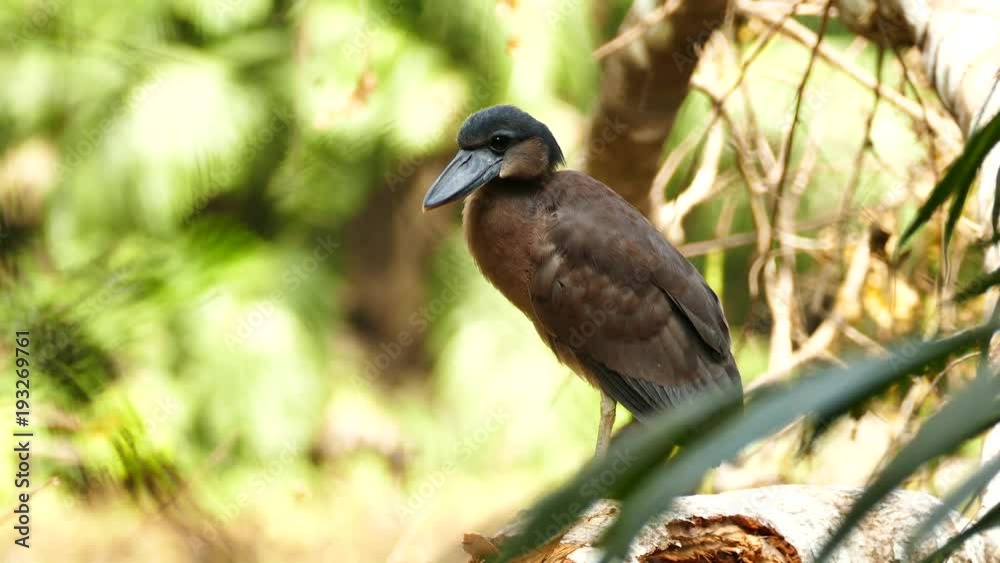 Boat-Billed Heron showing veins while yawning in light wind Boat-Billed Heron showing veins while yawning in light wind