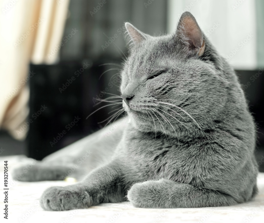Gray cat in relax