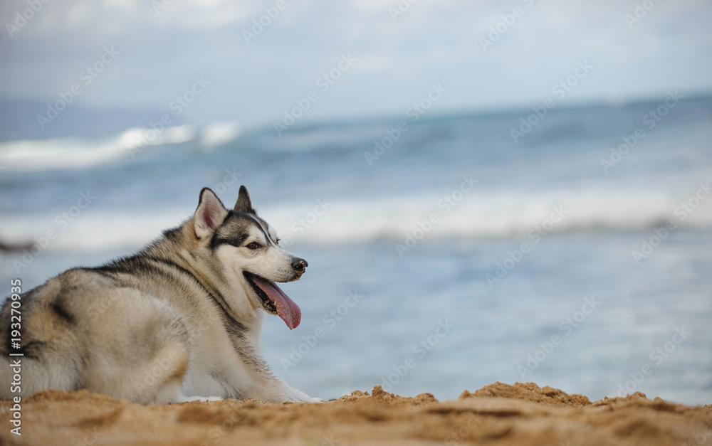 Siberian Husky dog outdoor portrait lying on ocean beach