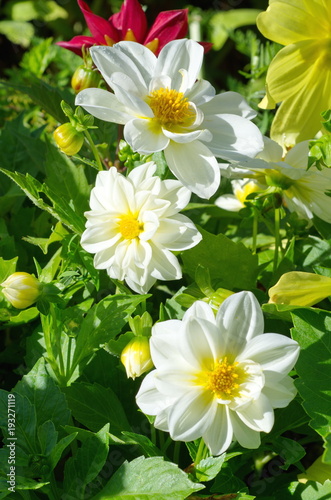 White flower dahlias bloom in the garden