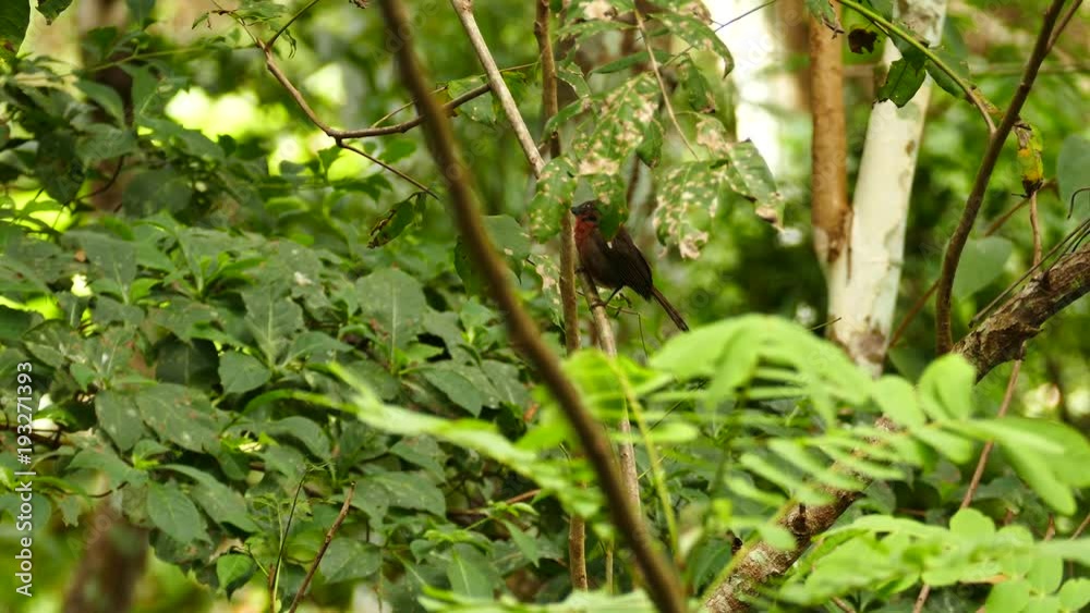 Red-Throated ant Tanager (Habia Fuscicauda) jumping up a branch Red-Throated ant Tanager (Habia Fuscicauda) jumping up a branch