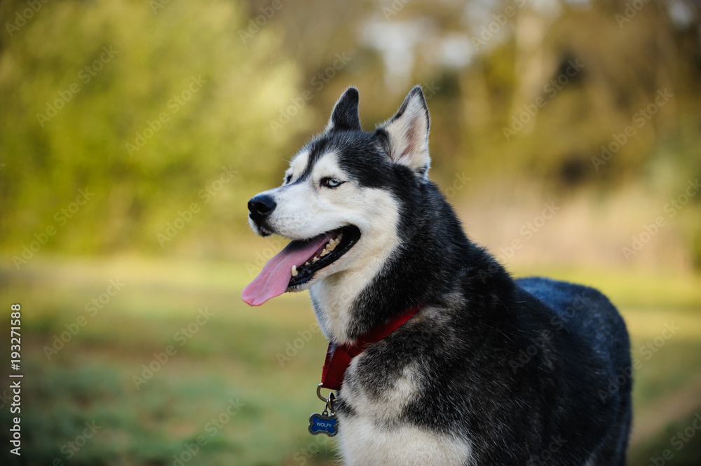 Siberian Husky dog outdoor portrait in nature