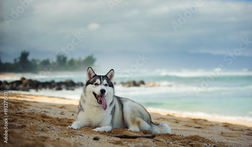 Siberian Husky dog outdoor portrait lying on tropical beach