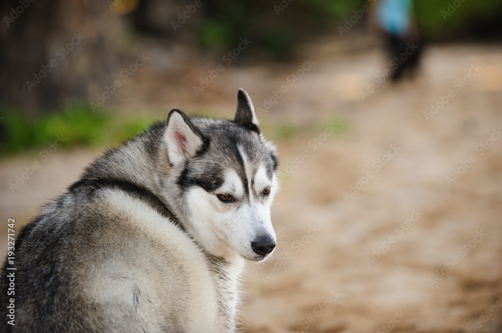 Siberian Husky dog outdoor portrait at beach Siberian Husky dog outdoor portrait at beach