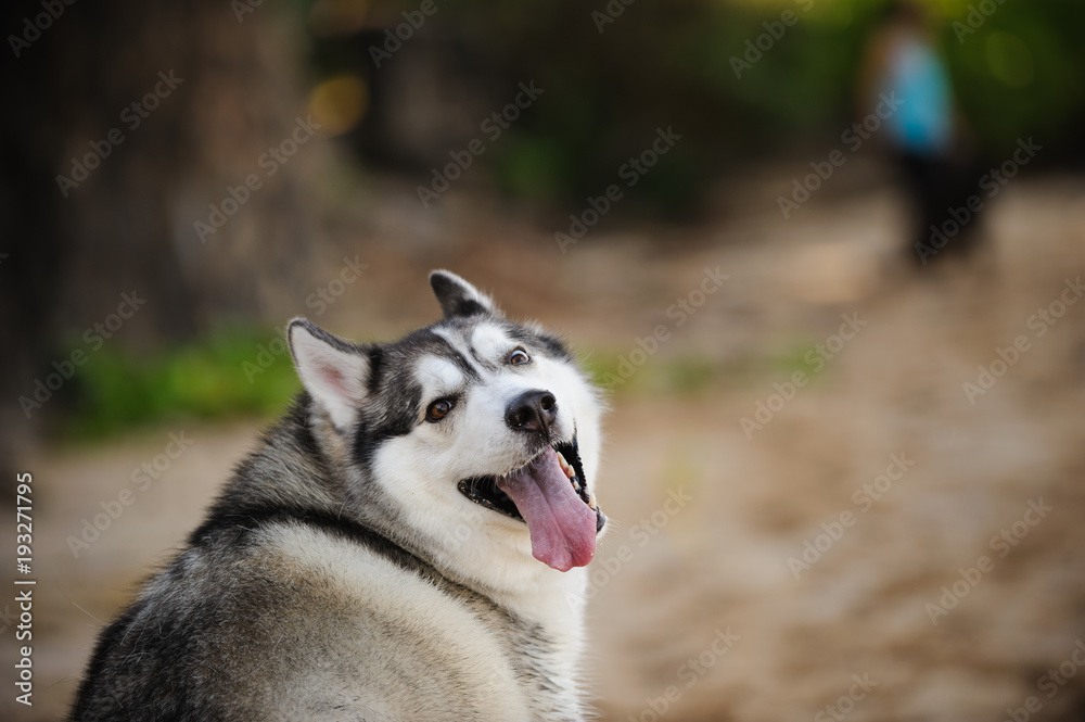 Siberian Husky dog outdoor portrait looking back