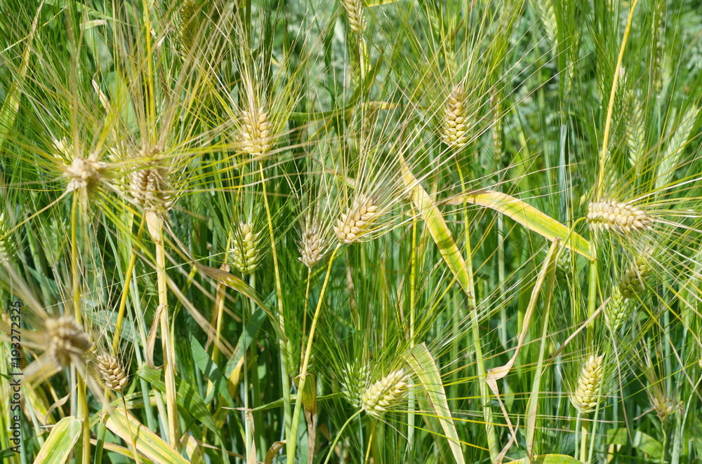 Ripe ears of barley six-row