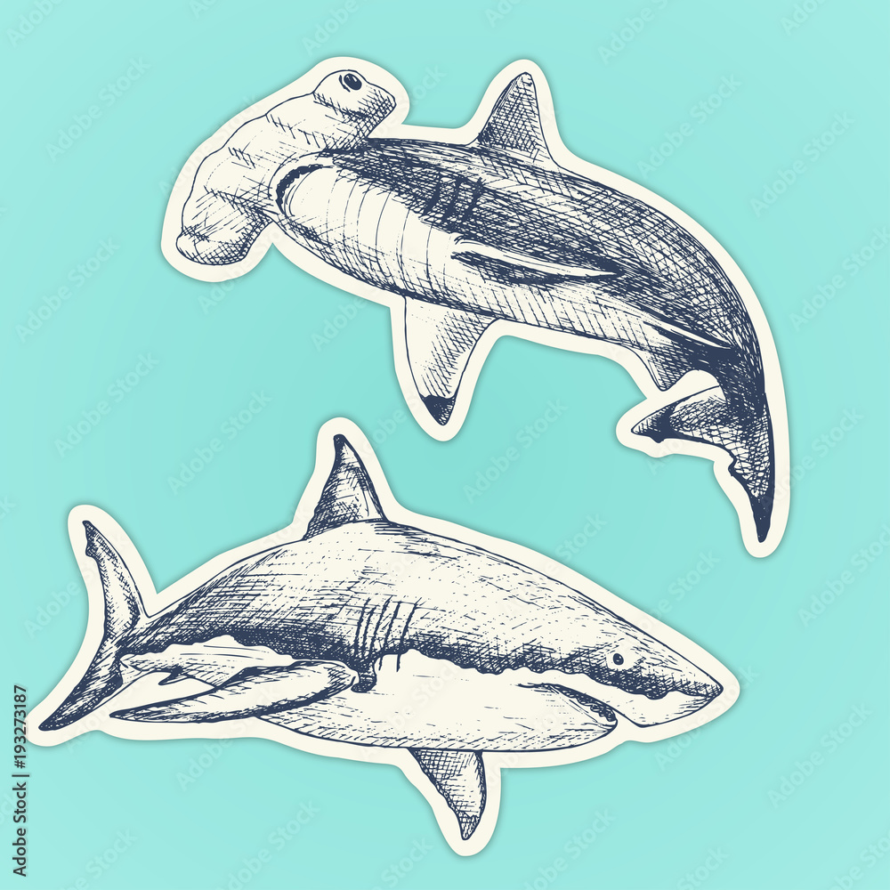 Fototapeta premium Set of hand drawn sharcks. Vector illustration of White shark and Hammerhead shark. Stickers set