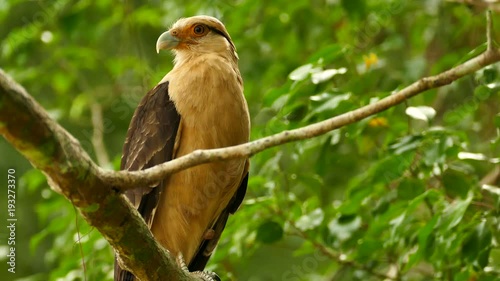 Wallpaper Mural Yellow-headed Caracara (Milvago Chimachima) with missing leg on tree Torontodigital.ca