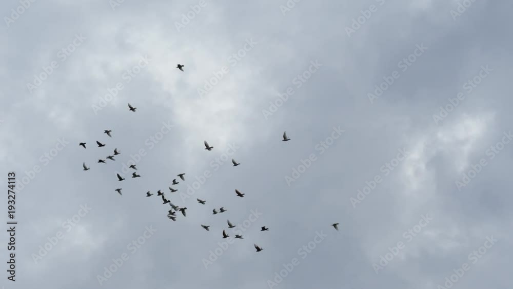 Flight of birds in gray overcasted sky. Slow motion shot Flight of birds in gray overcasted sky. Slow motion shot