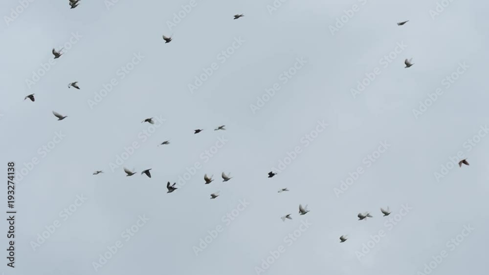 Flock of birds flying away in cloudy sky. Slow motion shot Flock of birds flying away in cloudy sky. Slow motion shot