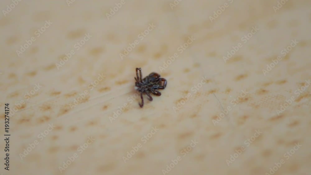 Ticks die after eating pesticides Ticks die after eating pesticides