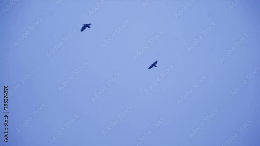 Flock of birds flying against gray clouds. Crows In Flight Flock of birds flying against gray clouds. Crows In Flight