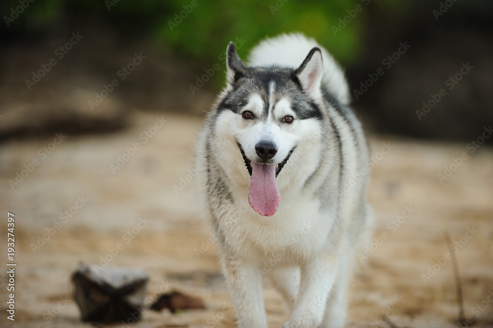 Siberian Husky dog outdoor portrait panting on beach