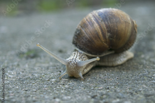 grape snail on the road