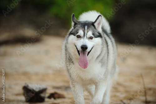 Siberian Husky dog outdoor portrait panting on beach