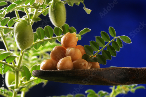 Cicer arietinum Kikherne Chickpea Garbanzo Cece Kichererbse Pois Đậu gà Nohut tür chiche Kikärt Ceci Čičerika Qiqra Grão-de-bico حمص شائع photo