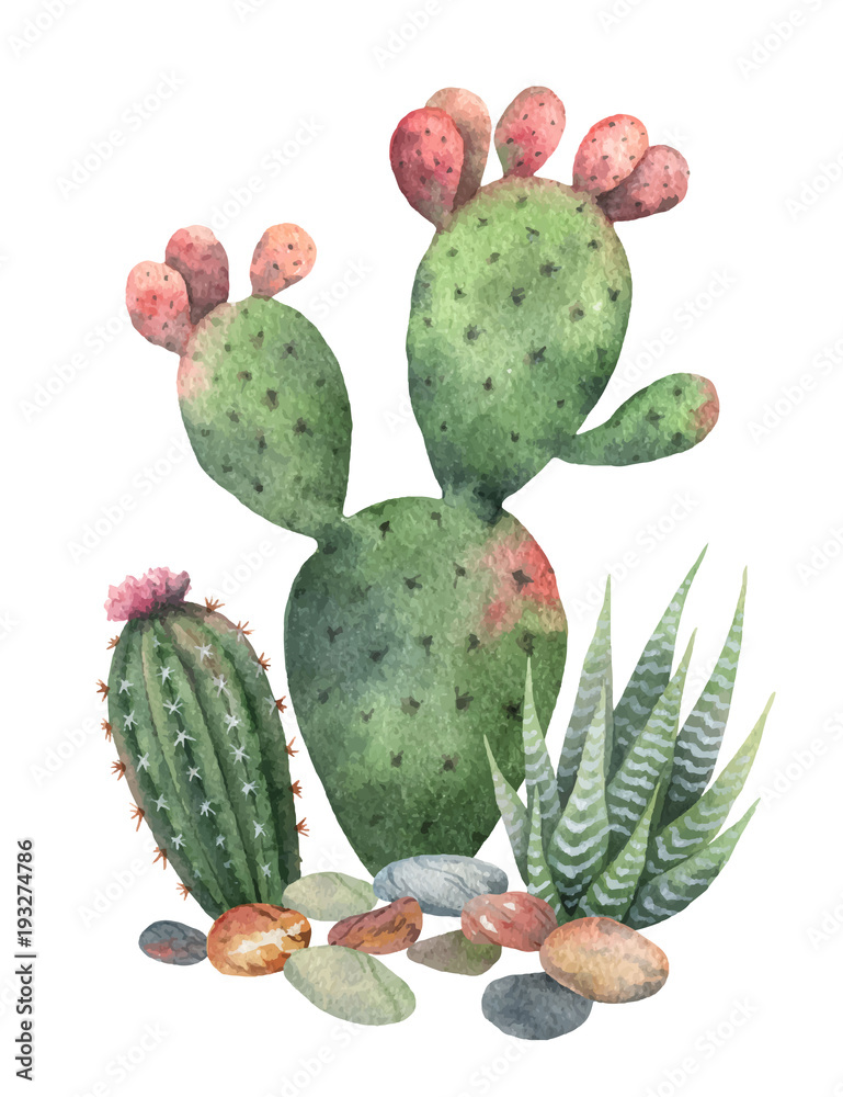 Watercolor vector collection of cacti and succulents plants isolated on ...
