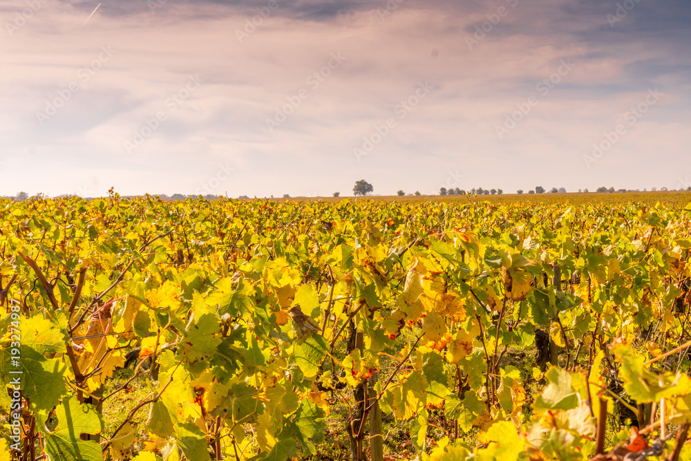 Autumn sunset on vineyards around Saint-Emilion with hills grapes and trees in Medoc region near Bordeaux France