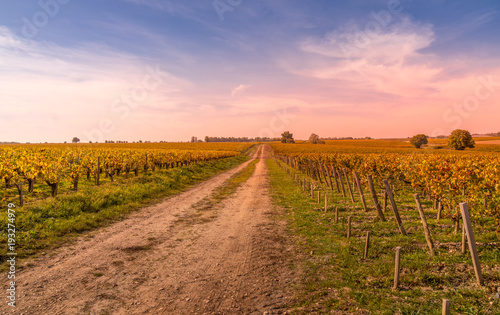 Autumn sunset on vineyards around Saint-Emilion with hills grapes and trees in Medoc region near Bordeaux France