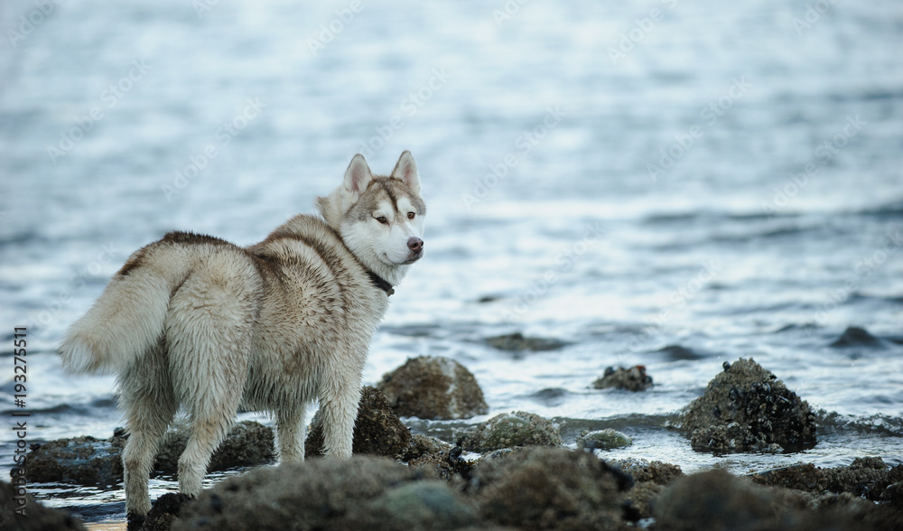 Siberian Husky dog outdoor portrait standing at water shore Siberian Husky dog outdoor portrait standing at water shore