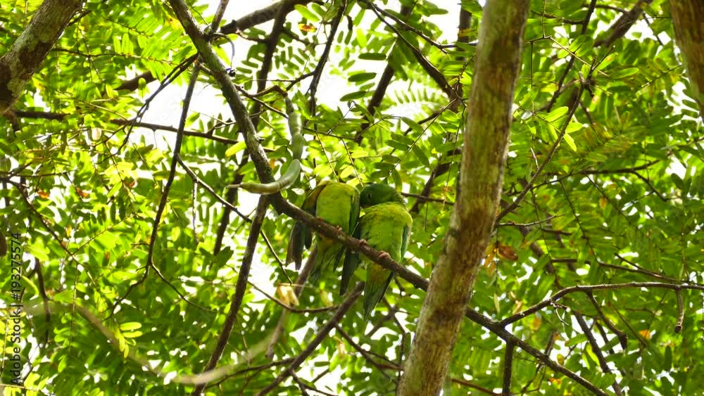 Two parrots grooming while standing right next to each other Two parrots grooming while standing right next to each other