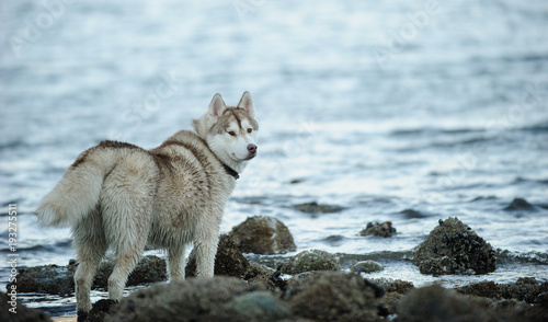 Siberian Husky dog outdoor portrait standing at water shore