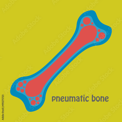 Flat anatomy of the Long Bone. Periosteum, endosteum, bone marrow and trabeculae. photo