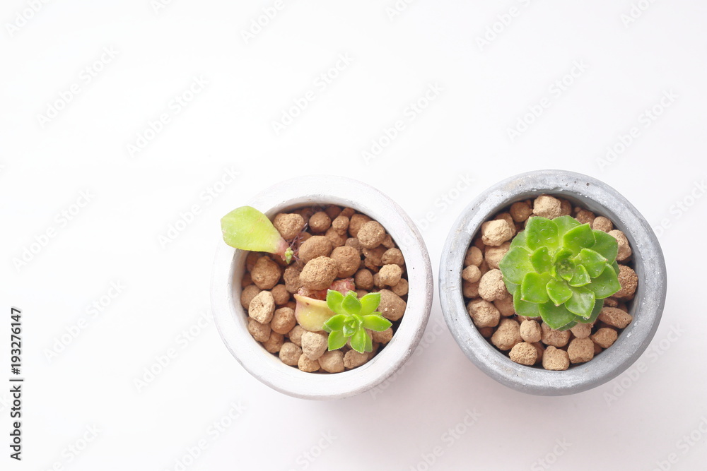 観葉植物の多肉植物。黄麗、俯瞰 観葉植物の多肉植物。黄麗、俯瞰