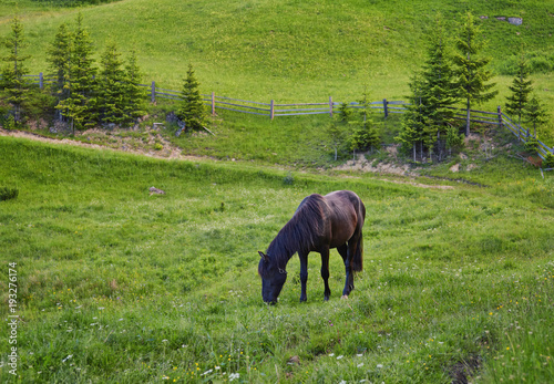 Horse on a summer pasture © Ryzhkov Oleksandr