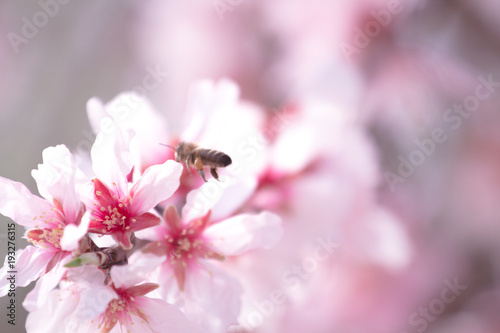 Honey bee gathering pollen from almond tree blossoms