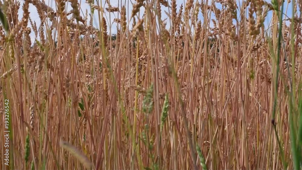 The wind swings the spikelets/Wind waving spikelets of wheat with a close-up shot The wind swings the spikelets/Wind waving spikelets of wheat with a close-up shot