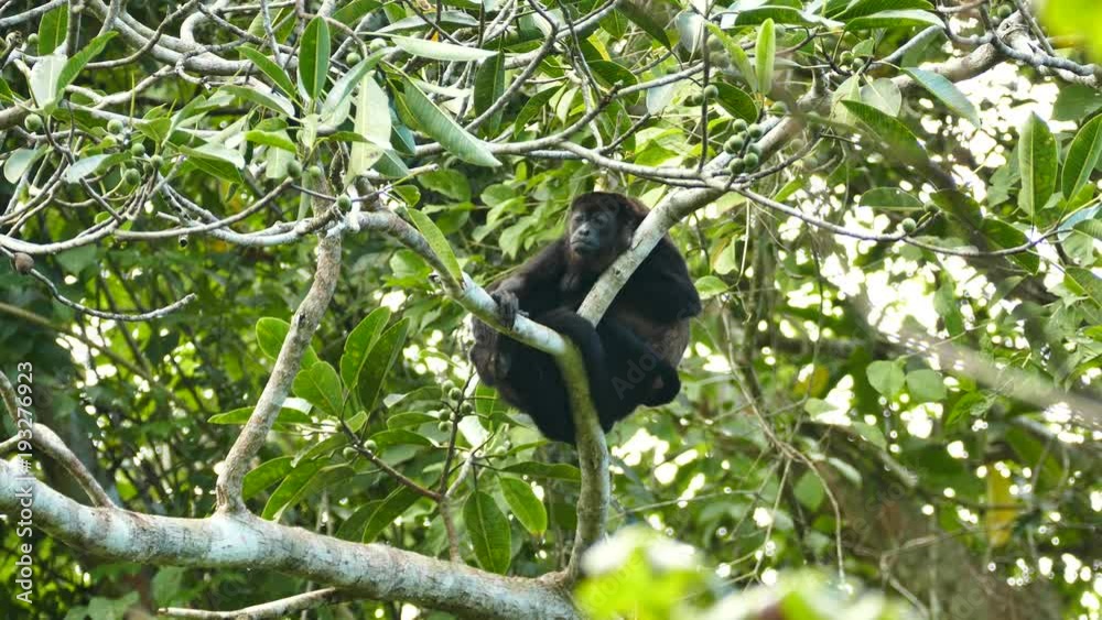 Mantled Howler Monkey (Allouatta Palliata) closing and opening eyes Mantled Howler Monkey (Allouatta Palliata) closing and opening eyes