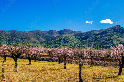 Beautiful blooming almond trees with flowers in Jalon village  Spain.