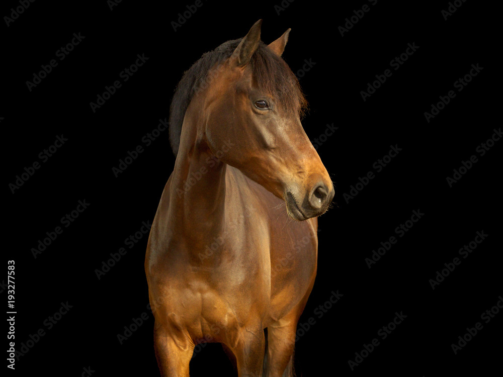 Pferd Brauner Pferd Brauner