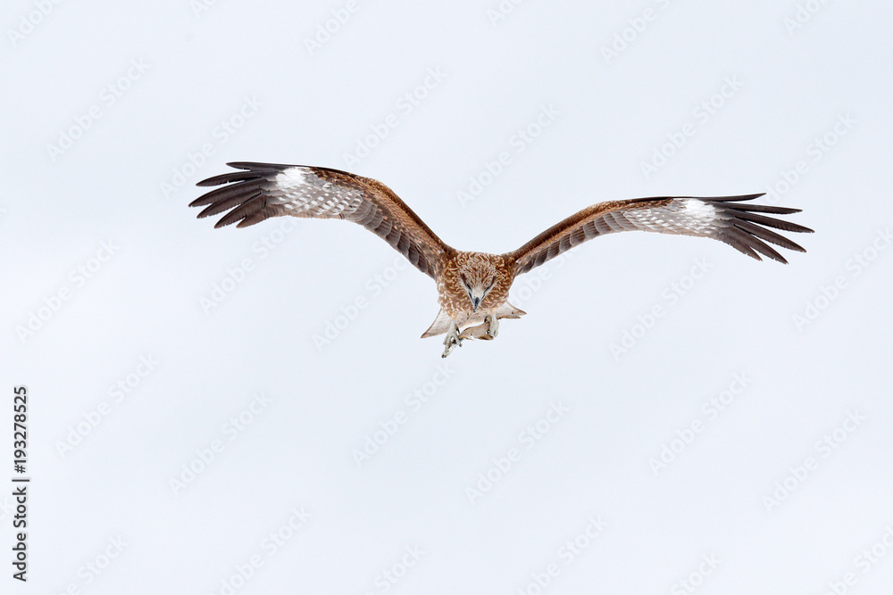 Obraz premium Face brid of prey fly. Black kite fly, Milvus migrans, sky during snow winter. Snowy day. Bird on the meadow. Japan Wildlife. White sky. Wildlife Asia.