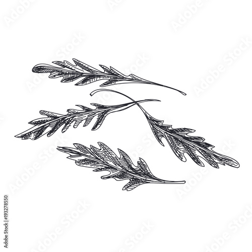 Beautiful vector hand drawn vegetables Illustration. 