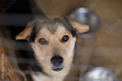 Fototapeta Naklejka Na Ścianę i Meble -  the homeless dog behind the bars looks with huge sad eyes with the hope of finding a home and a host